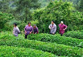 Promoting Matcha Tea In Guizhou - China