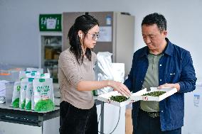 Promoting Matcha Tea In Guizhou - China