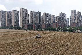 Wheat Harvest in Hangzhou