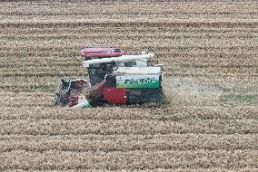 Wheat Harvest in Hangzhou