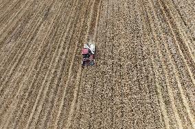 Wheat Harvest in Hangzhou