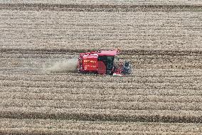 Wheat Harvest in Hangzhou