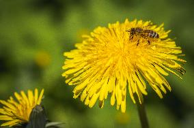 Nature in spring