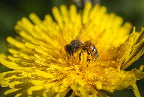 Nature in spring