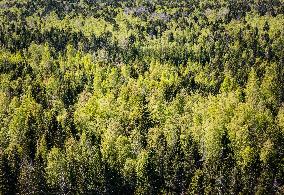 Nature in spring