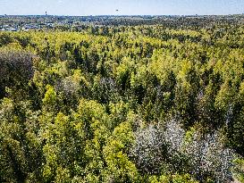 Nature in spring