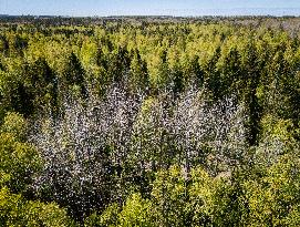Nature in spring