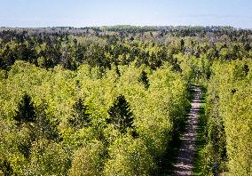 Nature in spring
