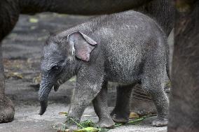 A Month-Old Baby Sumatran Elephant - Indonesia