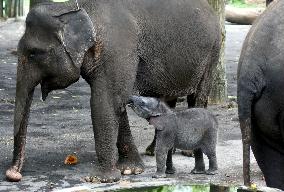 A Month-Old Baby Sumatran Elephant - Indonesia
