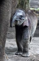 A Month-Old Baby Sumatran Elephant - Indonesia
