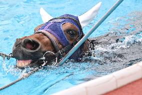 Rehabilitation of injured racing horse