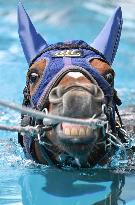 Rehabilitation of injured racing horse