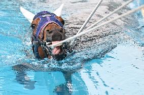 Rehabilitation of injured racing horse