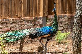 Green Peafowl Nature Reserve - China