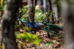 Green Peafowl Nature Reserve - China