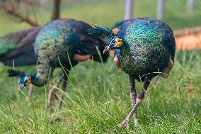 Green Peafowl Nature Reserve - China