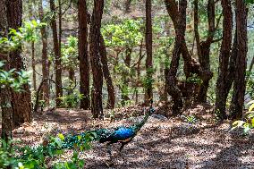 Green Peafowl Nature Reserve - China