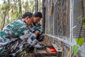 Green Peafowl Nature Reserve - China