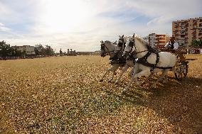 Roman Chariot Race During Emerita Lvdica - Spain