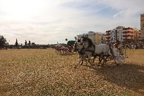 Roman Chariot Race During Emerita Lvdica - Spain