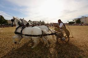 Roman Chariot Race During Emerita Lvdica - Spain
