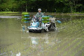 Rice planting in Fukushima