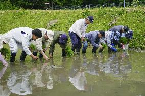 Rice planting in Fukushima
