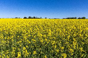 Agricultural landscape