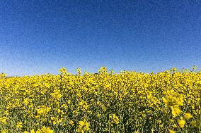 Agricultural landscape