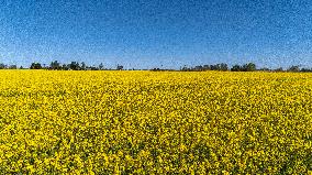 Agricultural landscape