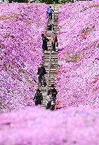 Moss phlox at Hokkaido park