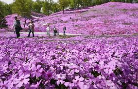 Moss phlox at Hokkaido park