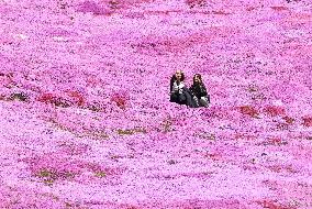 Moss phlox at Hokkaido park