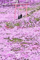 Moss phlox at Hokkaido park