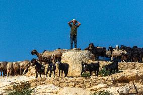 Settlers' Harrasement Forces Palestinians to Leave