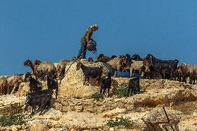 Settlers' Harrasement Forces Palestinians to Leave