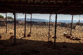 Settlers' Harrasement Forces Palestinians to Leave