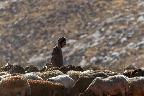 Settlers' Harrasement Forces Palestinians to Leave