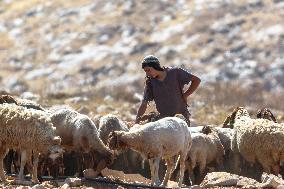 Settlers' Harrasement Forces Palestinians to Leave