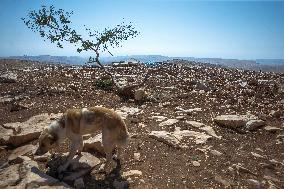Settlers' Harrasement Forces Palestinians to Leave