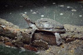 World Turtle Day - India