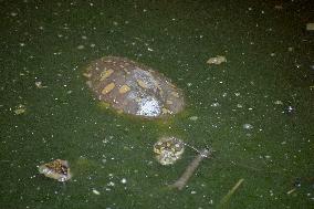 World Turtle Day - India