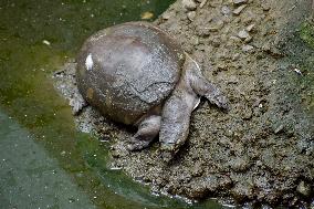 World Turtle Day - India