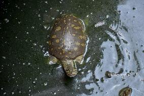World Turtle Day - India