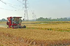 Wheat Harvest in Zaozhuang