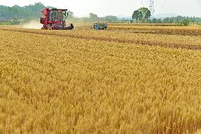 Wheat Harvest in Zaozhuang