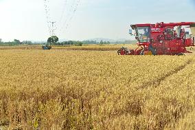 Wheat Harvest in Zaozhuang
