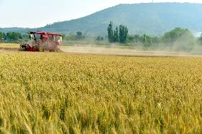 Wheat Harvest in Zaozhuang