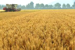 Wheat Harvest in Zaozhuang